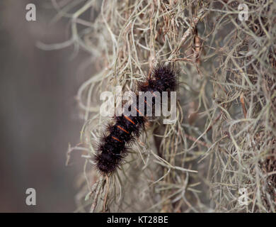 Giant Leopard Moth Caterpillar on a moss Stock Photo