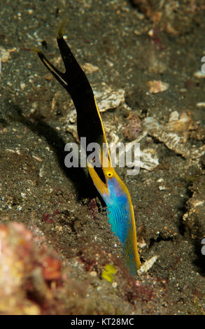 BRILLIANT BLUE BODY OF THE MALE RIBBON EEL (RHINOMURAENA QUAESITA) AND THE JET BLACK BODY OF THE JUVENILE RIBBON EEL Stock Photo