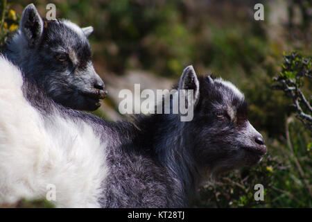 Two goat kids together resting in the spring sunshine. Stock Photo