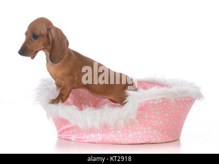 Female 2024 dog beds