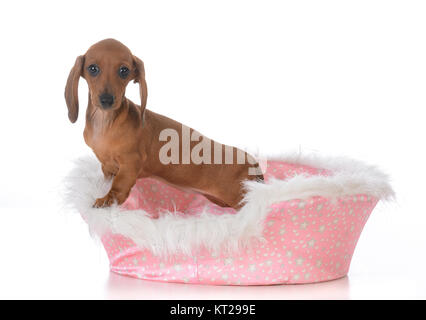 female dog beds