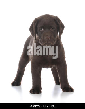 female chocolate labrador retriever puppy standing on white background Stock Photo