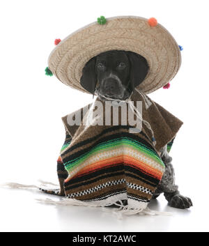 german shorthaired pointer wearing a poncho and sombrero on white background Stock Photo