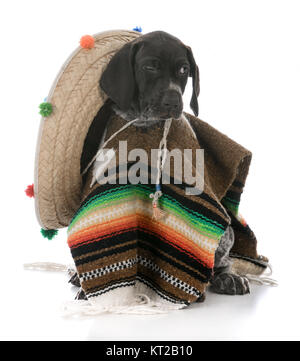 german shorthaired pointer wearing a poncho and sombrero on white background Stock Photo