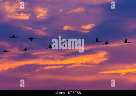 Common Cranes (Grus grus) flock in flight at sunset. Common Crane (Grus grus), also known as the Eurasian Crane.