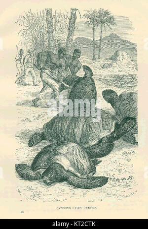 The image titled 'Catching Green Turtles' showcases the practice of capturing green sea turtles, a species known for its marine habitat. The depiction highlights the relationship between humans and wildlife in coastal environments. Stock Photo