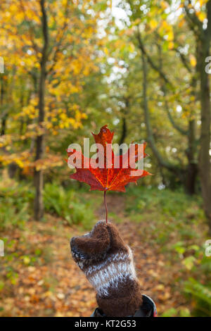 A gloved hand holding a single autumn leaf in Fife Woodland. Stock Photo