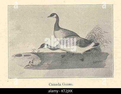 The Canada Goose (Branta canadensis) is a large waterfowl native to North America. Known for its black head, white chinstrap, and distinctive honking call, it is a common species in North American wetlands and migratory routes. Stock Photo