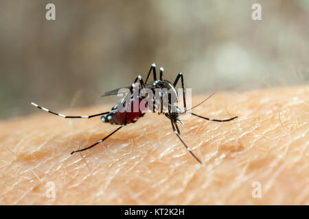 Dengue, zika and chikungunya fever mosquito (aedes aegypti) bitting human skin - drinking blood Stock Photo