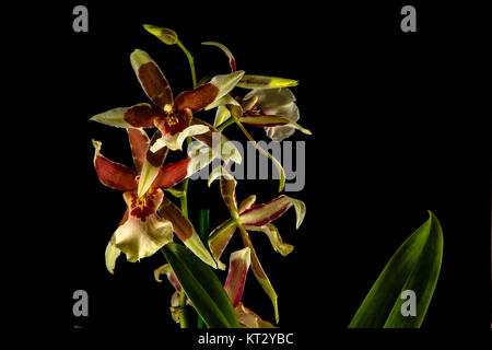 orchid red and yellow with black background