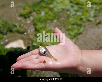 The smallest fish I have caught so far on a hook, Eastern Mosquitofish  (gambusia holbrooki). Tanago hook used, crappie nibble for scale :  r/MicroFishing