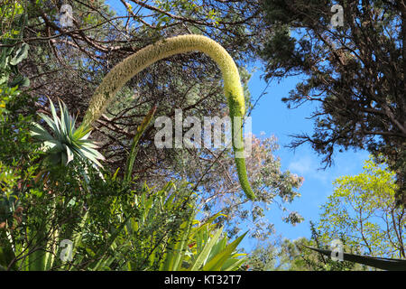 flower of an elephant trumpet Stock Photo