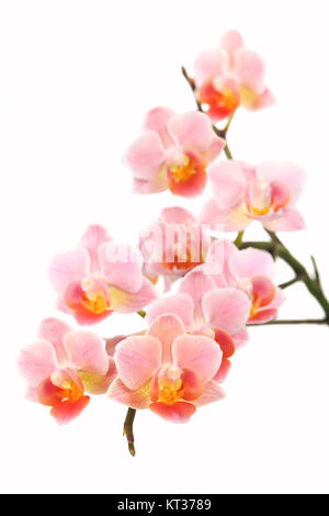 phalaenopsis orchid Stock Photo