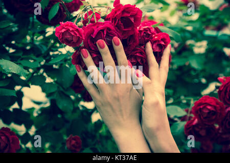 Female hand holding red roses Stock Photo