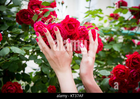 Female hand holding red roses Stock Photo