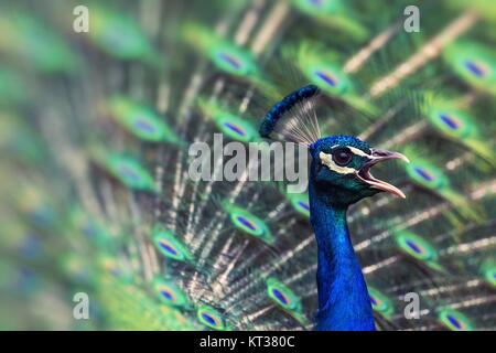 Portrait of beautiful peacock with feathers out Stock Photo