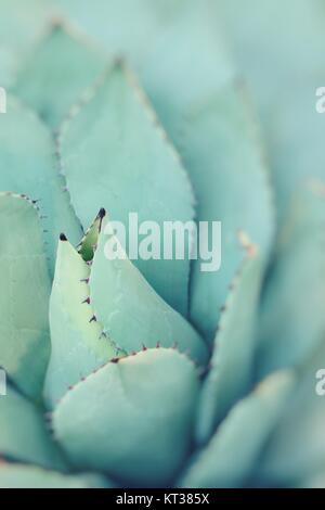 Sharp pointed agave plant leaves bunched together. Stock Photo