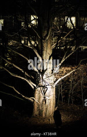 Illuminated tree at the Winter Lights Festival in Canary Wharf financial district, London, UK. Stock Photo