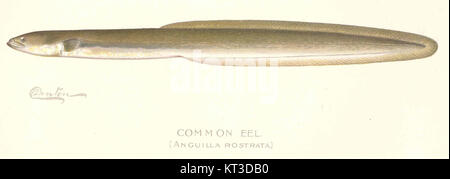 American Eel (Anguilla rostrata Stock Photo - Alamy