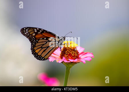 Monarch butterfly extracting nectar from a pink zinnia flower with a blue and green blurred background - selective focus Stock Photo