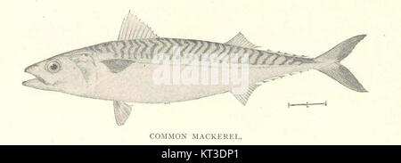 The Common Mackerel, scientifically known as Scomber scombrus Linnaeus, is a widely distributed fish species found in the North Atlantic Ocean. It is known for its distinct blue-green coloration and is an important species in both commercial and recreational fishing. The mackerel plays a role in marine ecosystems, serving as prey for various predators while also supporting fisheries. Stock Photo