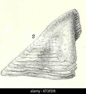 The Balanus crenatus is a species of barnacle, known for its columnar ...