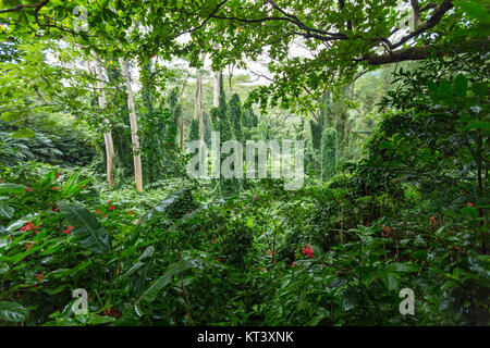 Dense verdant green tropical rainforest vegetation along the Manoa Falls Trail in the Manoa Valley, Oahu, Hawaii, USA Stock Photo