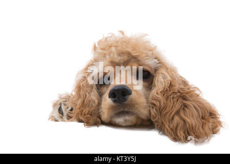 Close-up studio shot of the head of a cute golden cocker spaniel dog daydreaming while lying down against white background for copy space Stock Photo