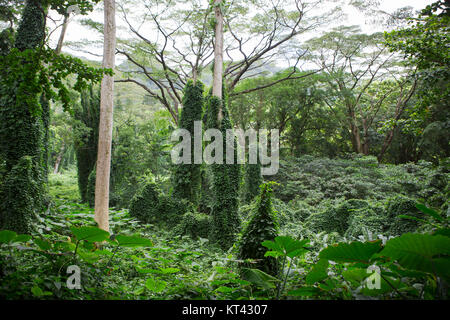 Lush green tropical rainforest vegetation in Hawaii along the Manoa Falls Trail in a scenic nature landscape Stock Photo