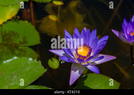 Purple lotus flower and green leaves floating on water surface, viewed in close-up from high angle with copy space Stock Photo