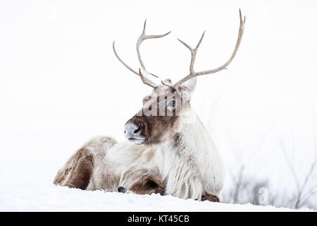 Reindeer, also known as the Boreal Woodland Caribou in North America, Rangifer tarandus, Manitoba, Canada.