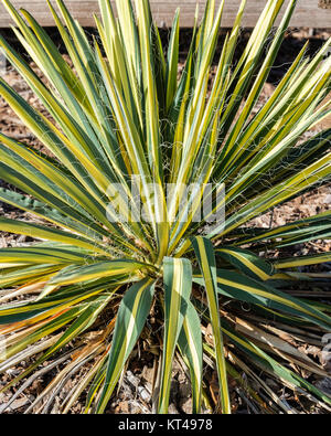 Yucca filamentosa, 'Color Guard' after  a freeze with blooms gone. Oklahoma City, Oklahoma, USA. Stock Photo