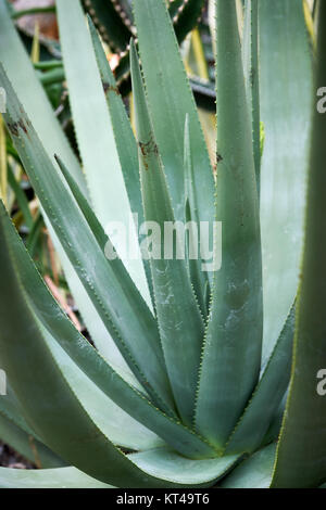Closeup of Aloe cryptopoda, also known as Yellow Aloe and Aloe cryptopoda Baker Stock Photo