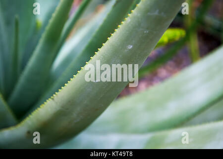 Closeup of Aloe cryptopoda, also known as Yellow Aloe and Aloe cryptopoda Baker Stock Photo