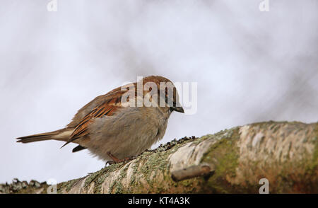 sparrow on branch Stock Photo