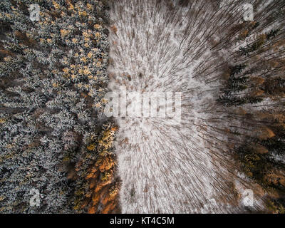 Aerial view of winter forest - trees covered with snow Stock Photo