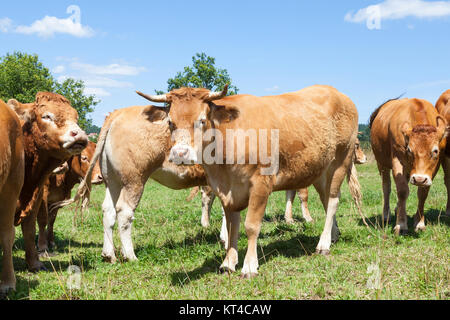 Herd of Limousin beef cows, bull, cattle in a summer pasture. Stock Photo