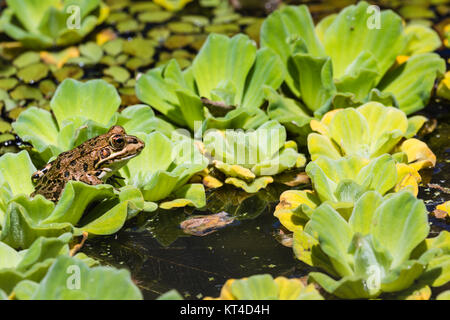 Green Frog in a wetland Stock Photo