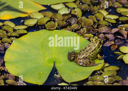 Green Frog in a wetland Stock Photo