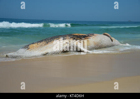 The carcass of a 30-ton humpback whale washed up on the  beach between Arpoador and Ipanema November 15, 2017 in Rio de Janerio, Brazil.  (Tomaz Silva/Agencia Brasil via Planetpix) Stock Photo