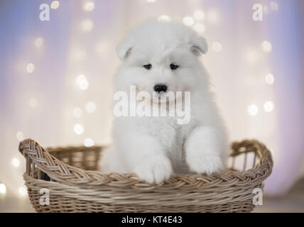 Samoyed Puppies Stock Photo