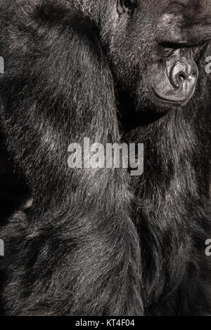 Face portrait of a gorilla male Stock Photo