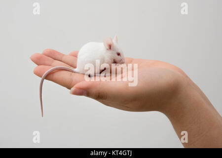 White mouse in hand Stock Photo