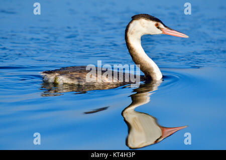 grebes in plumage Stock Photo