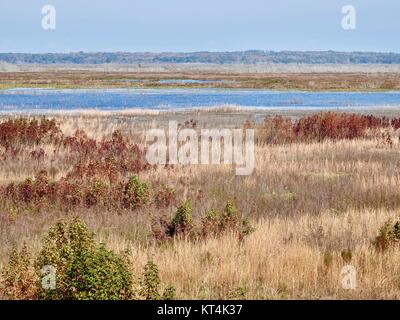 Paynes Prairie Preserve State Park, flat landscape with grasses and water, Micanopy, Florida, USA Stock Photo
