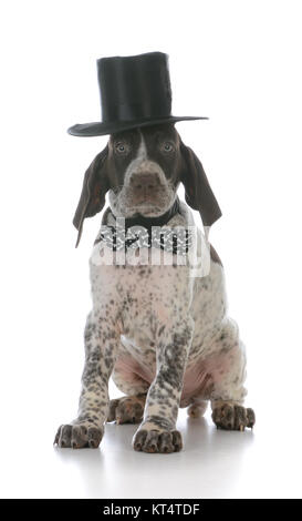 male german shorthaired pointer puppy wearing tophat and bowtie on white background Stock Photo