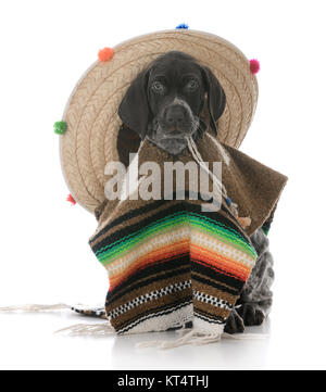 german shorthaired pointer wearing a poncho and sombrero on white background Stock Photo