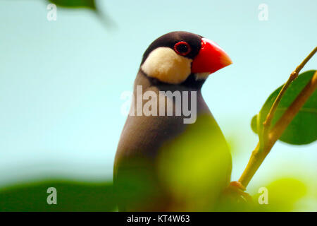 java sparrow (padda oryzivora) sitting between blurry leaves Stock Photo