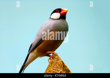 java sparrow (padda oryzivora) sitting on top of a tree trunk in front of a blue sky Stock Photo