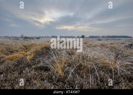 Winter morning sunrise over clumps of tussock sods with hoarfrost in balloerveld nature reserve with frosty heathland Stock Photo